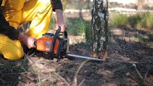 Best Fruit Tree Pruning  in Price, UT