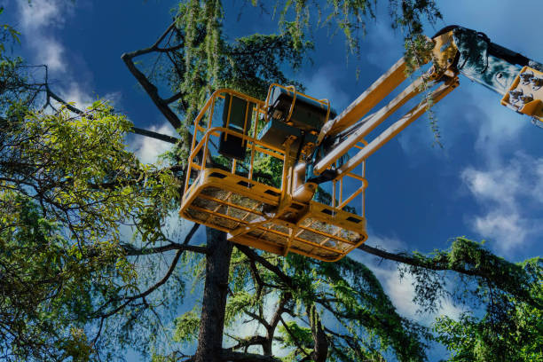 Best Arborist Consultation Services  in Price, UT