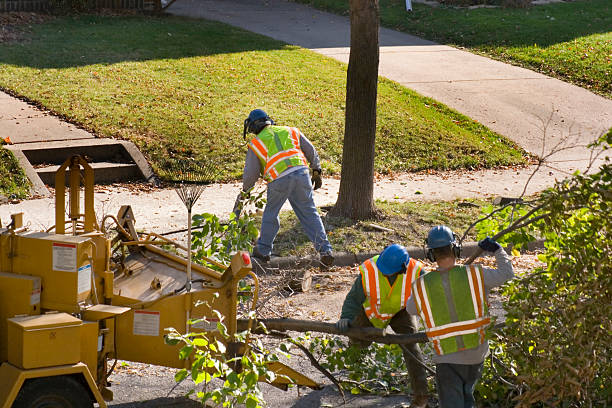 Best Tree Removal  in Price, UT