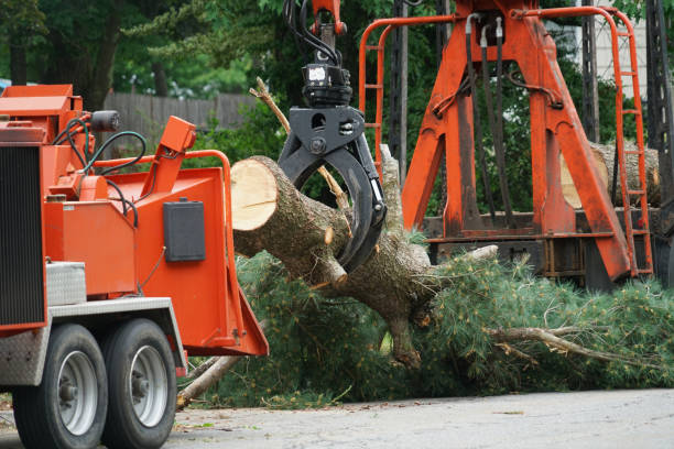 Professional  Tree Services in Price, UT