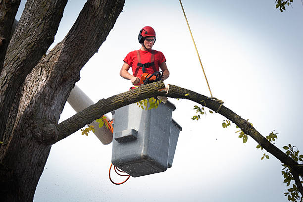 Best Root Management and Removal  in Price, UT