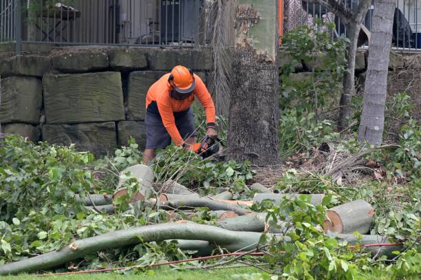 Best Emergency Tree Removal  in Price, UT